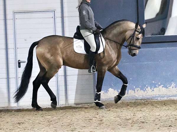 lusitano-not-registered-stallion