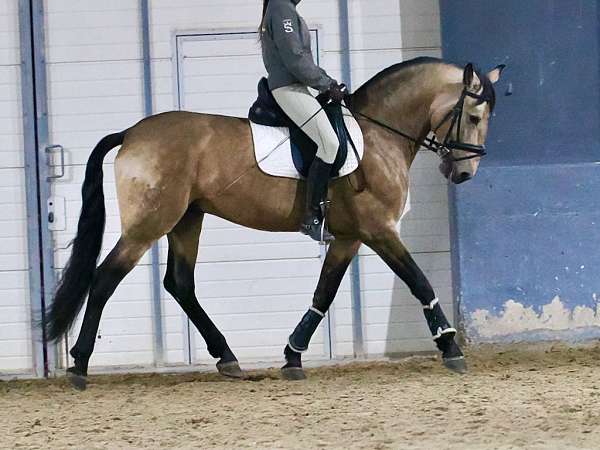 lusitano-not-registered-horse