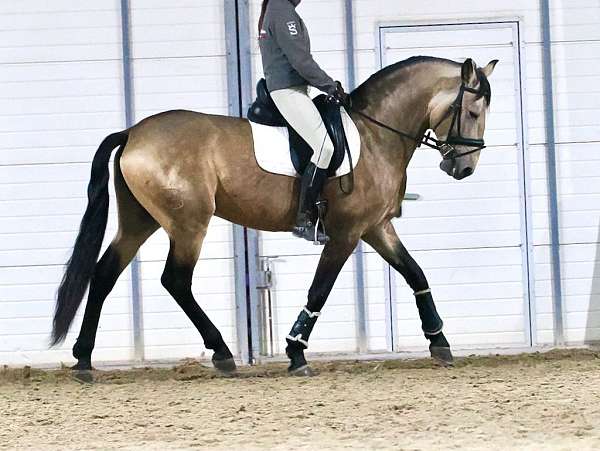 buckskin-lusitano-horse