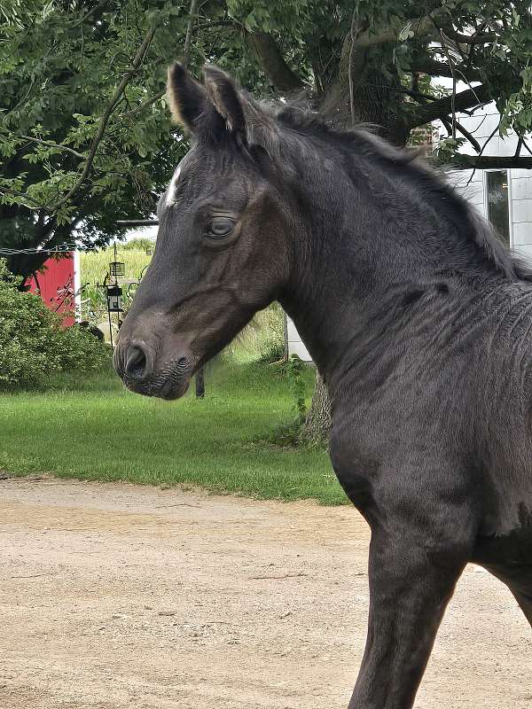 black-gypsy-vanner-filly