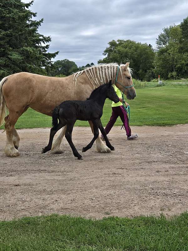 black-filly-for-sale