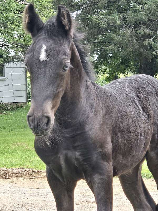 black-gypsy-vanner-for-sale