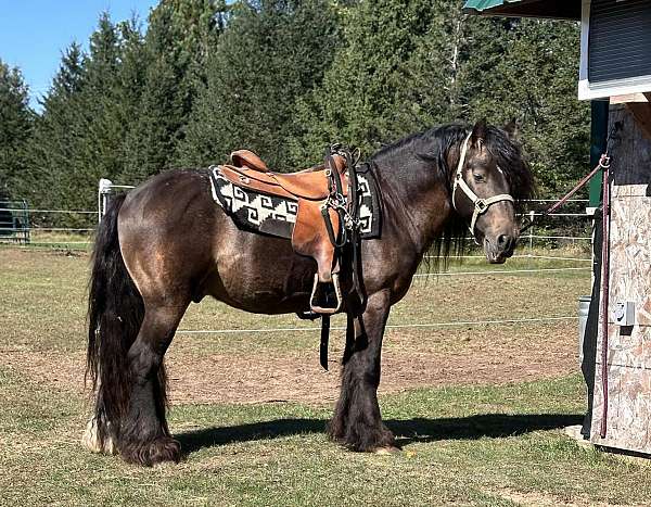 14-hand-gypsy-vanner-stallion