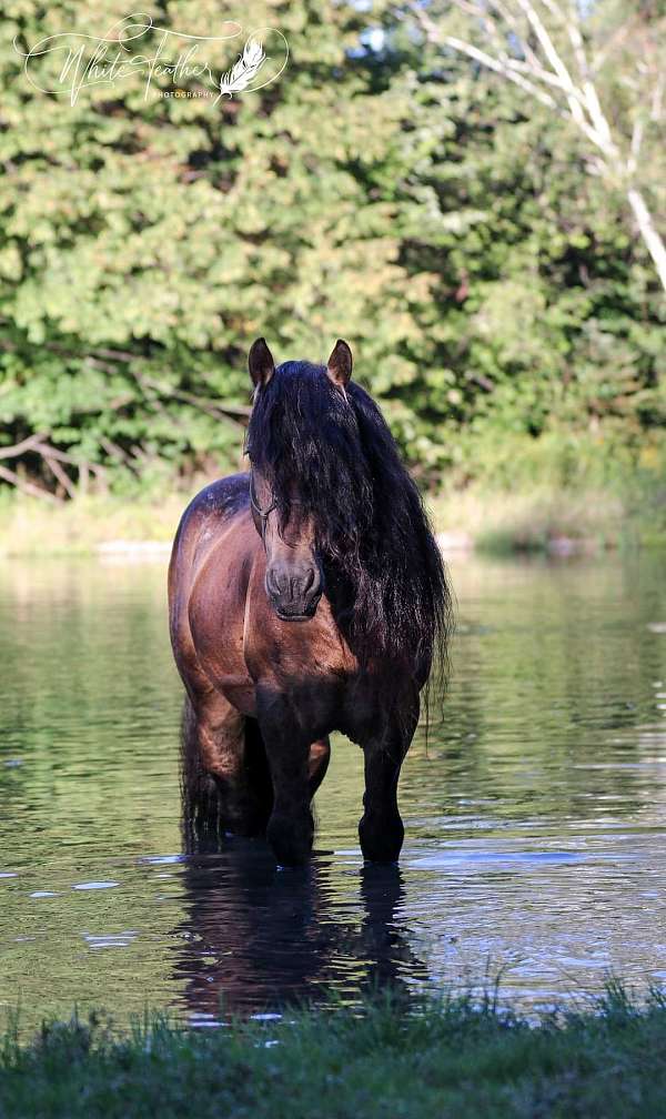 14-hand-gypsy-vanner-horse