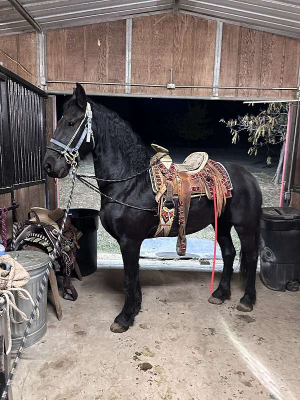 friesian-horse