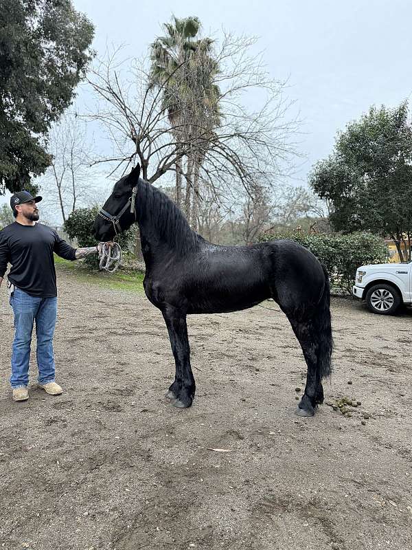 friesian-filly