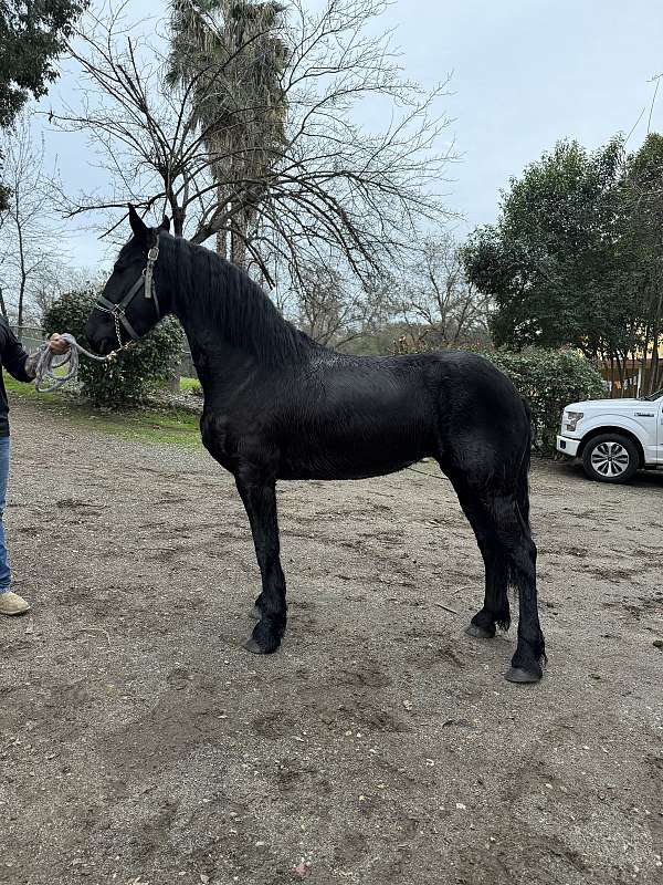 friesian-horse-for-sale