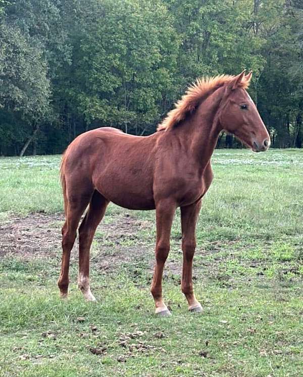 incentive-fund-trakehner-horse