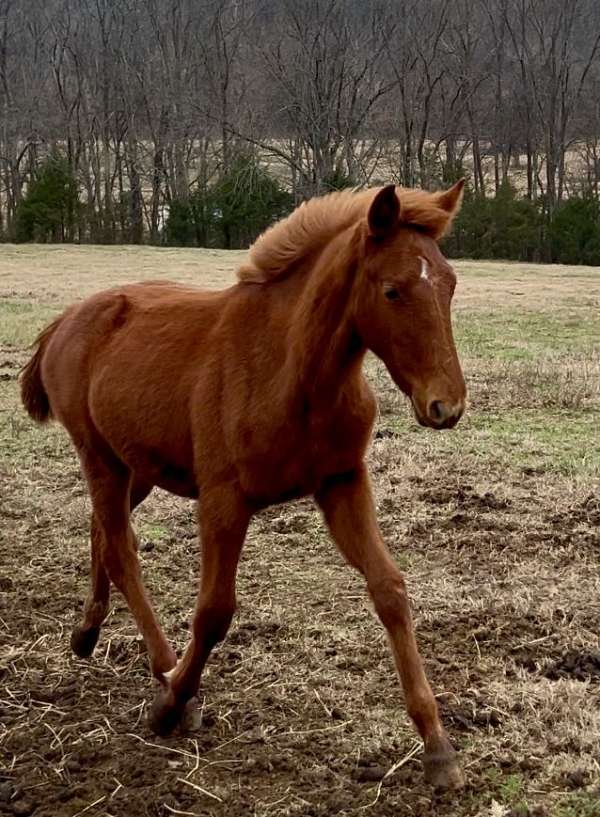 amazing-trakehner-horse