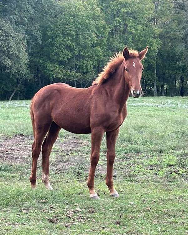 bath-trakehner-horse