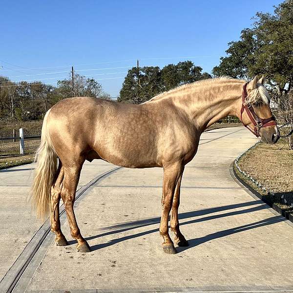 ancce-andalusian-horse