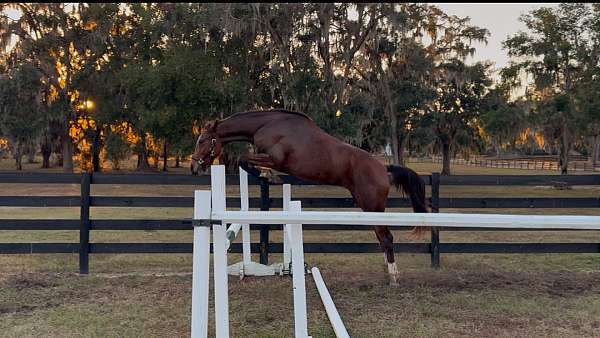 3-year-old-trakehner-horse