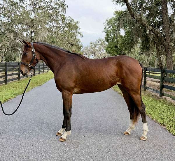 2-year-old-trakehner-horse