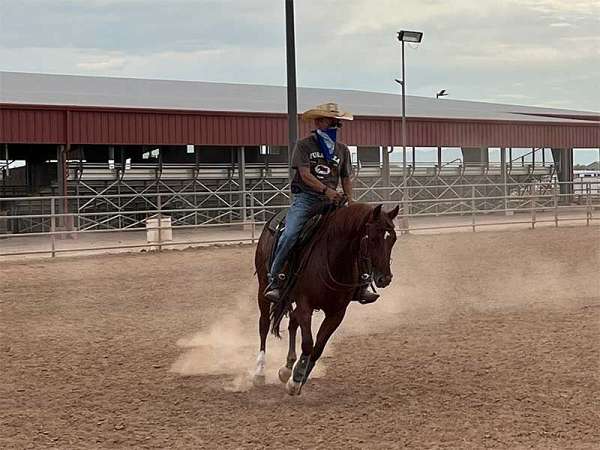 ranch-versatility-quarter-horse