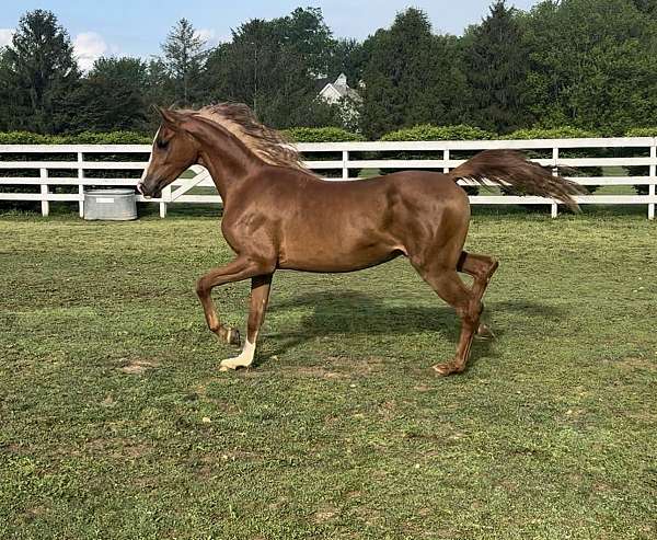 chestnut-baze-horse