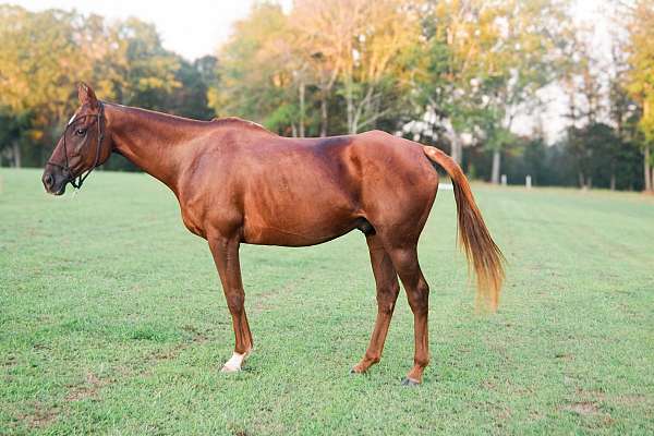 thoroughbred-horse-for-sale