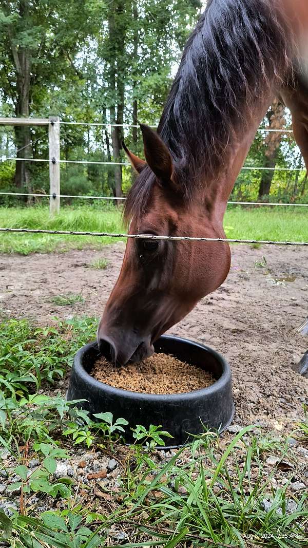 14-hand-arabian-mare