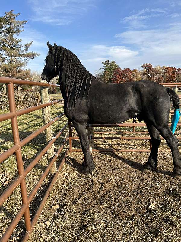 black-friesian-stallion