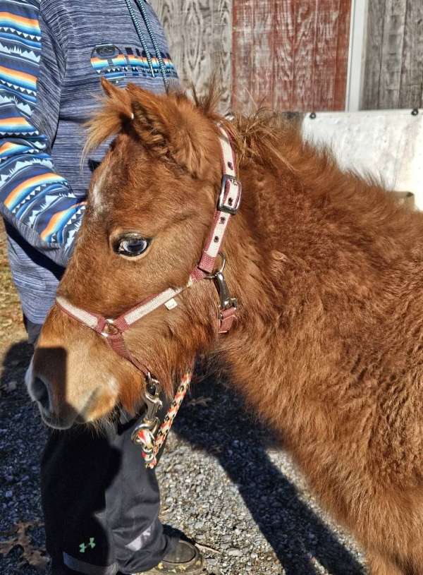 petting-zoo-mare