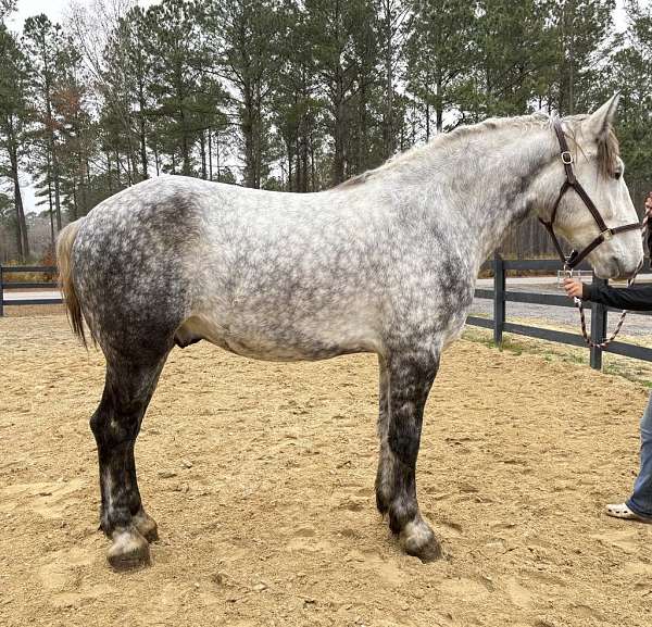 grey-percheron-gelding