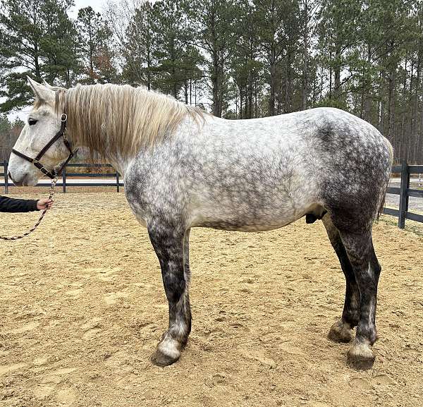 has-been-driven-percheron-horse