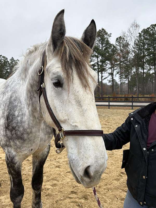 money-percheron-horse