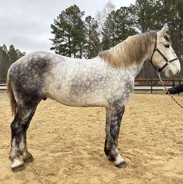 grey-percheron-gelding