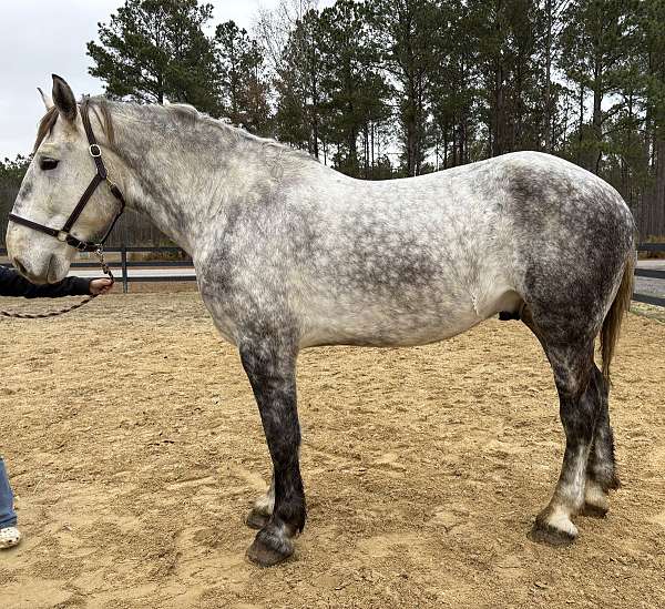 looking-for-percheron-horse