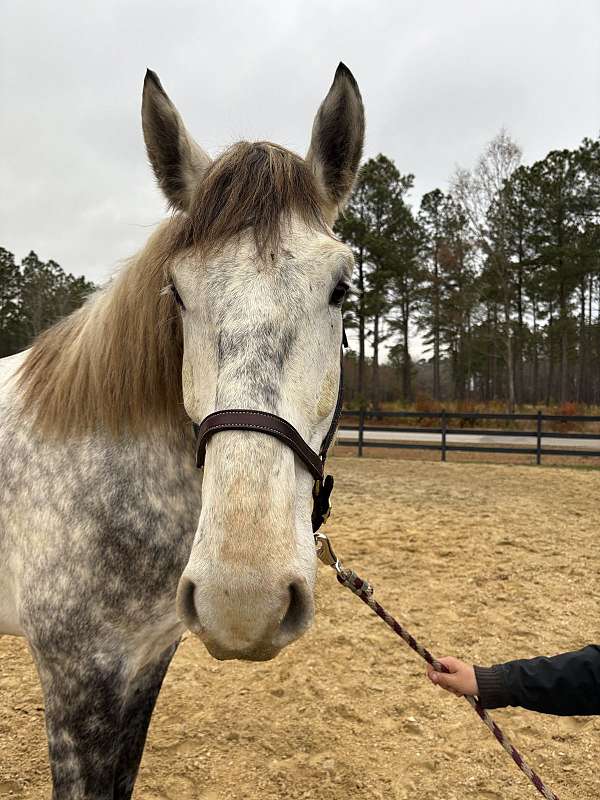 personality-percheron-horse