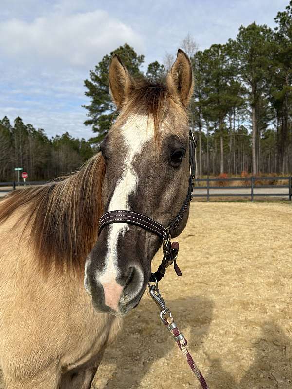 alert-quarter-horse