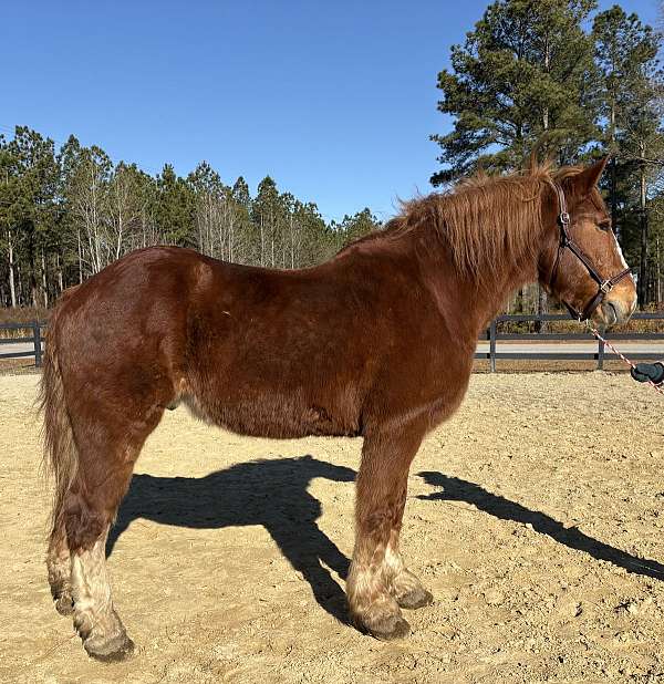 anyone-belgian-horse