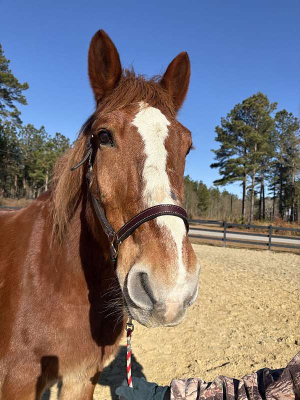 back-belgian-horse