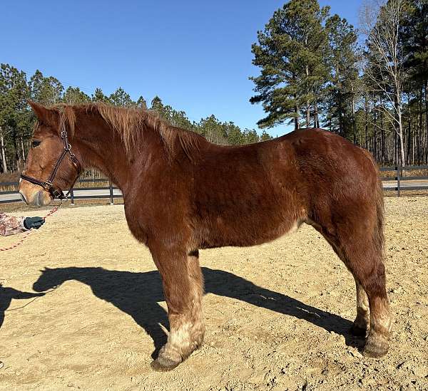 canter-belgian-horse