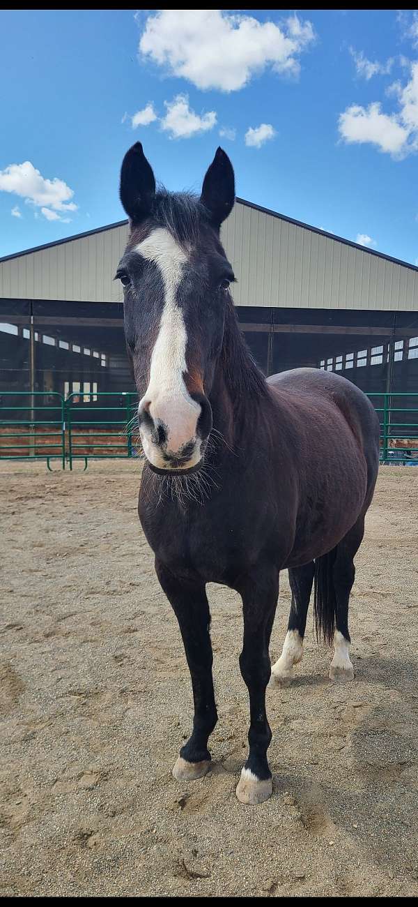 dressage-holsteiner-horse