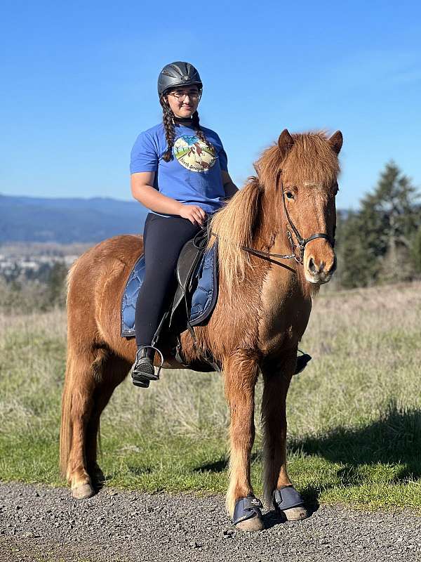 chestnut-flaxen-with-star-snip-horse