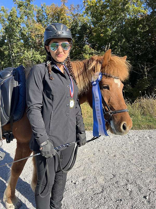 all-around-horse-icelandic