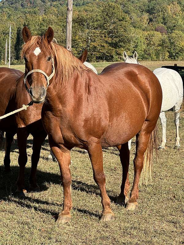 breeding-trail-riding-draft-horse