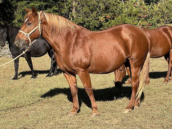 chestnut-breeding-trail-riding-horse