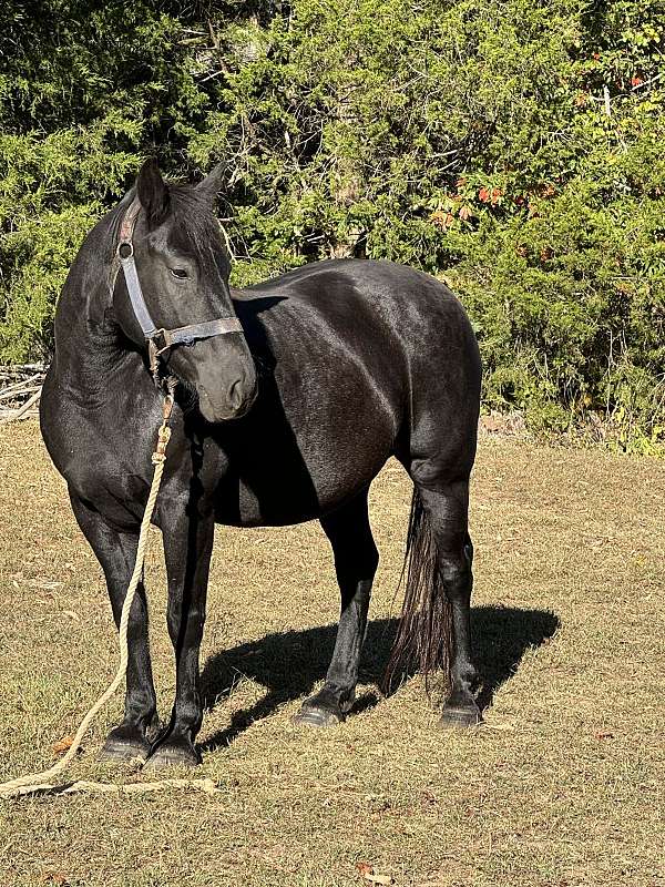 breeding-draft-horse