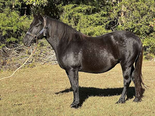 black-none-horse