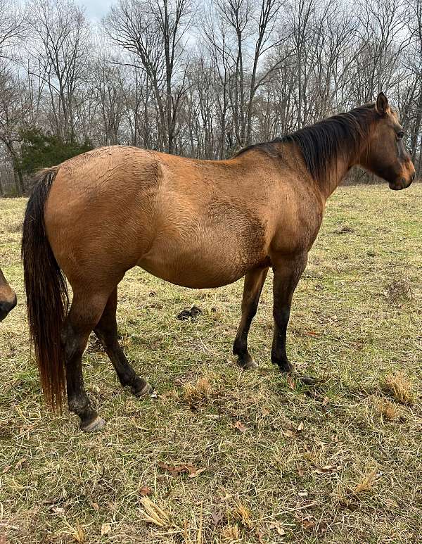 dun-grulla-stallion-for-sale