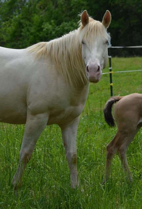 dunskin-aqha-stallion