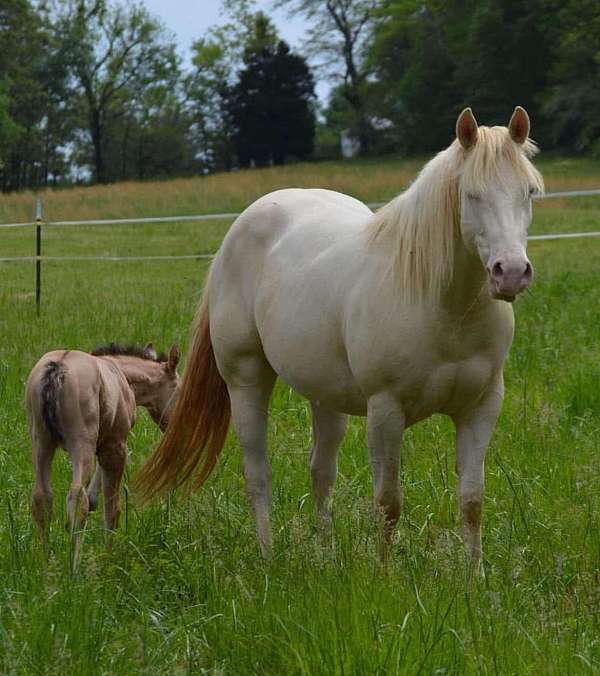 dunskin-aqha-broodmare