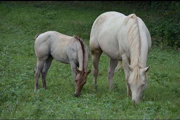 dunskin-aqha-foal