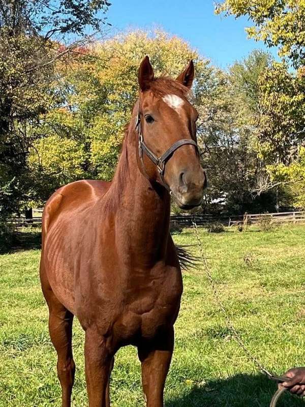 chestnut-fie-horse