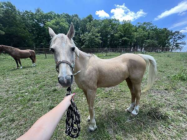 all-around-missouri-fox-trotter-horse