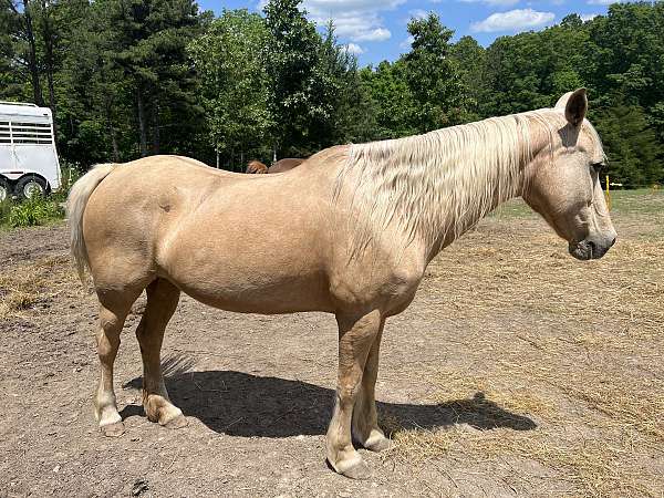 palomino-stripe-horse