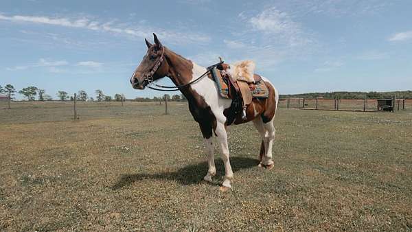 spotted-saddle-horse-for-sale