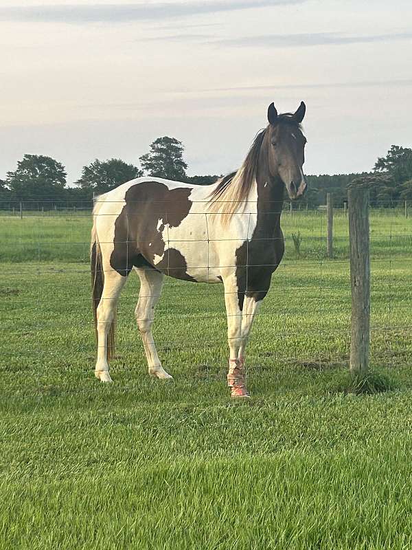 spotted-saddle-mare