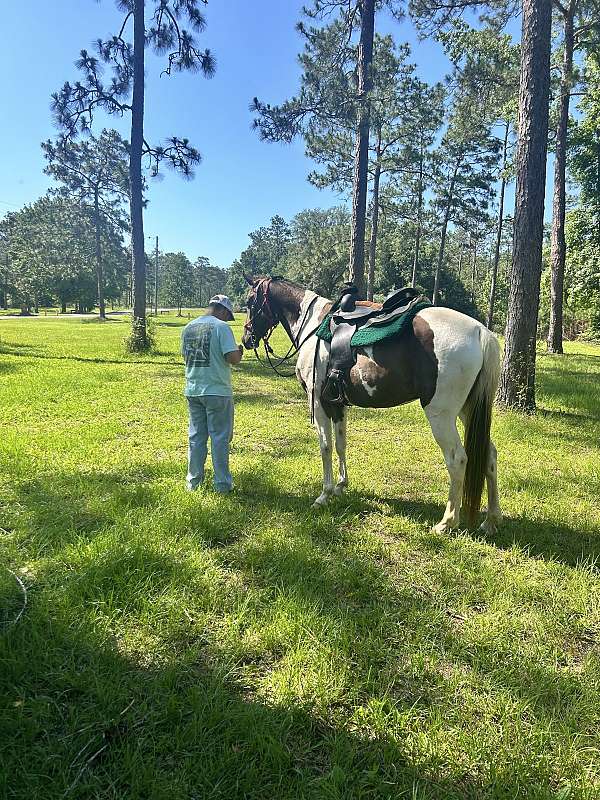 spotted-saddle-horse